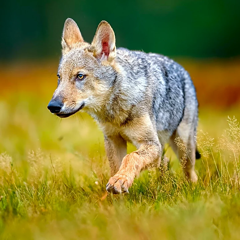 Barton Commission to Vote on Endangered Species Act Litigation Participation