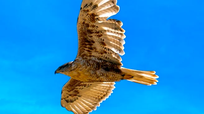 Bald Eagle Jackie Dies After Treatment at Ojai Raptor Center, Impacting Wildlife Enthusiasts