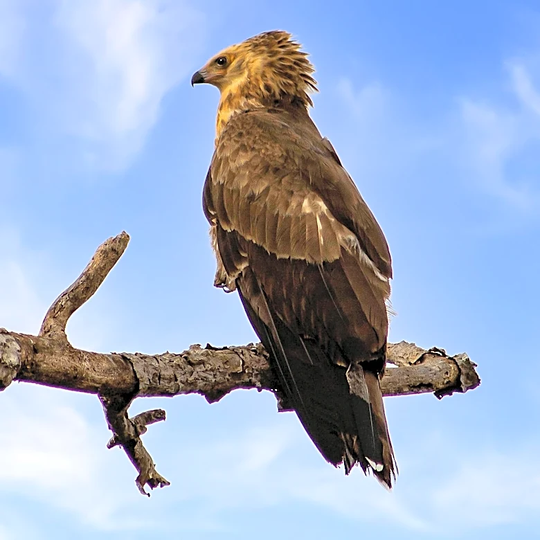 California's Beloved Bald Eagle Jackie Dies After Illness, Highlighting Species' Recovery