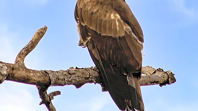 California's Beloved Bald Eagle Jackie Dies After Illness, Highlighting Species' Recovery