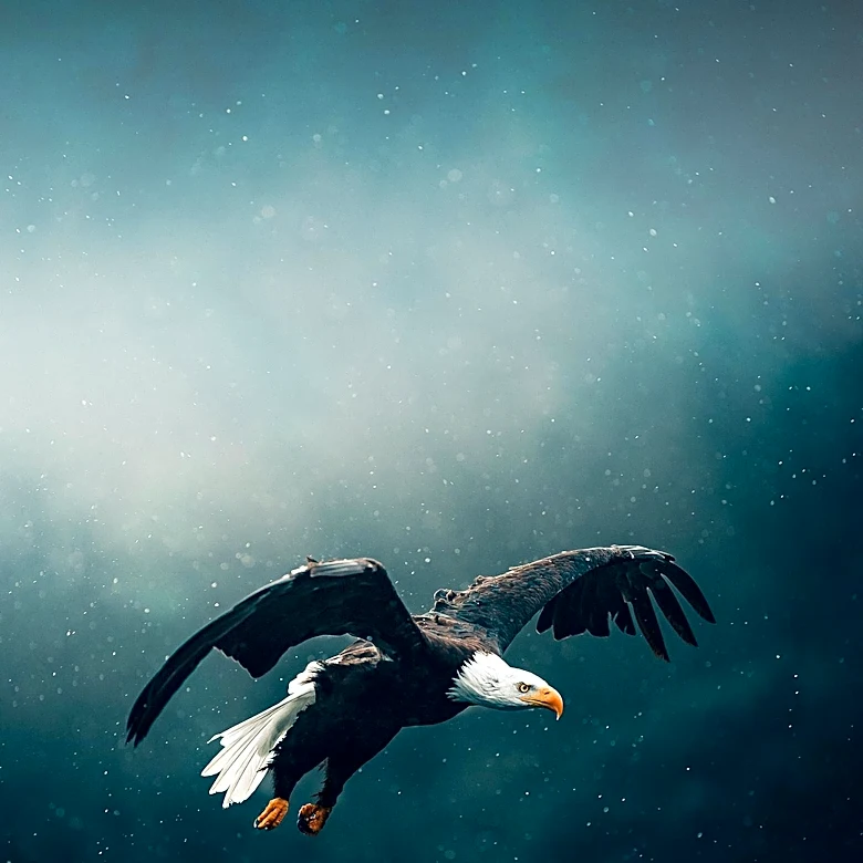 Big Bear's Beloved Bald Eagle Jackie Passes Away After Health Struggles