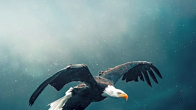 Big Bear's Beloved Bald Eagle Jackie Passes Away After Health Struggles