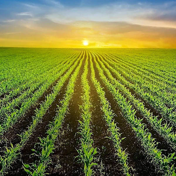 ENSO's Impact on Global Climate and Agriculture: A Closer Look