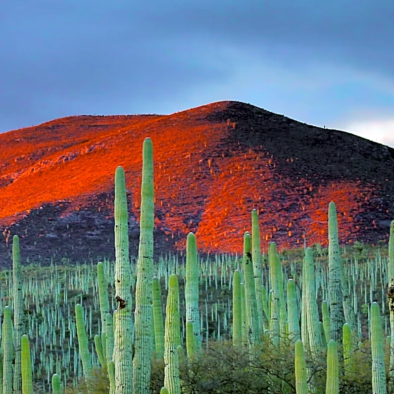 Mule Deer Fire Ignites in Arizona's Rincon Mountains