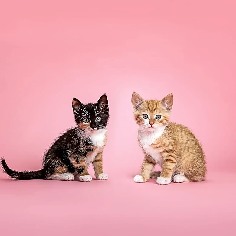 Los Angeles Animal Shelters Report Increase in Cat and Kitten Euthanasia Due to Rising Intake