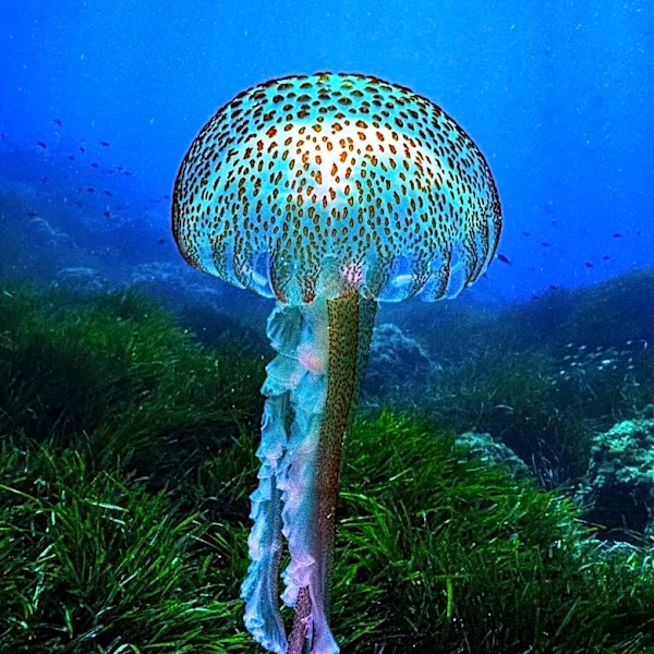 Jellyfish Swarms Highlight Climate Challenges for French Nuclear Plants