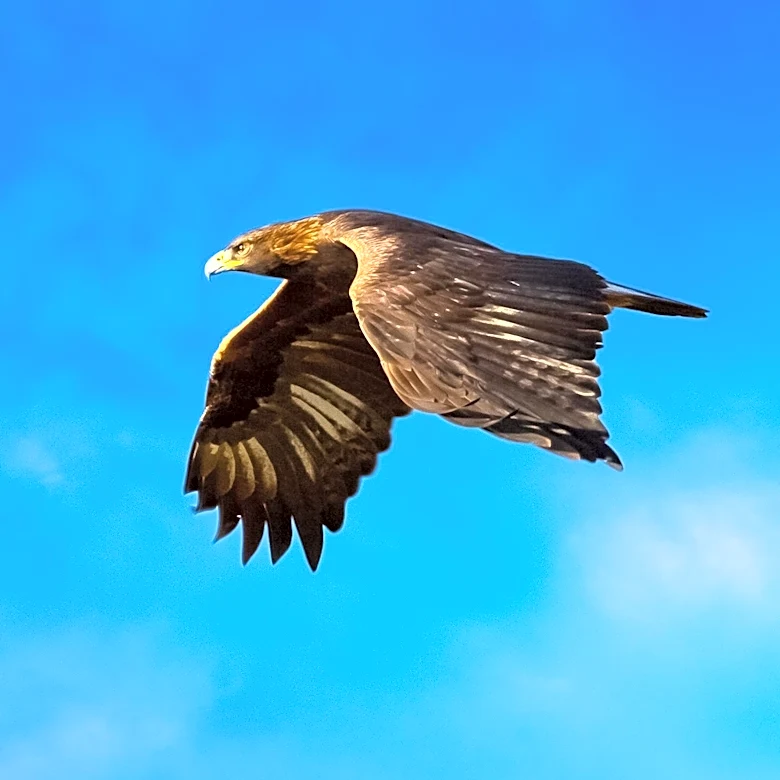 Beloved Bald Eagle Jackie Dies from Mysterious Illness, Mourned by Thousands