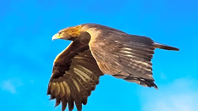 Beloved Bald Eagle Jackie Dies from Mysterious Illness, Mourned by Thousands