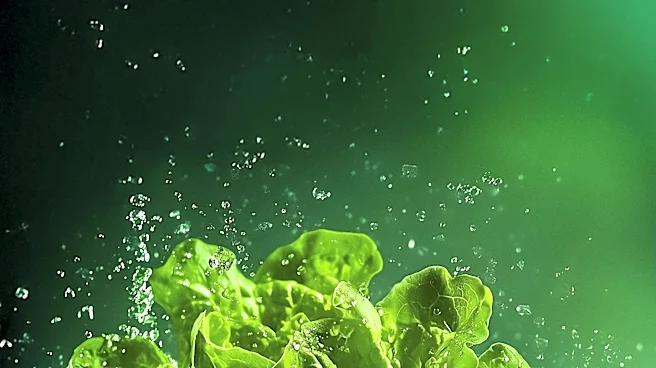 Maine CDC Reports Cyclospora Outbreak Linked to Iceberg Lettuce