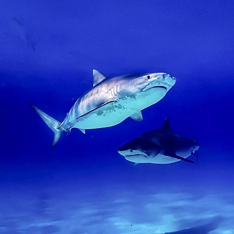 Lifeguard Escapes Shark Encounter at Scarborough Beach State Park