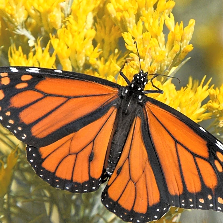 Monarch Butterflies Make a Comeback Amid Environmental Challenges