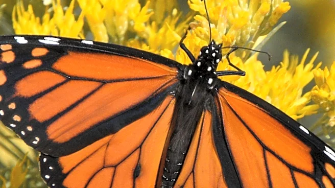 Monarch Butterflies Make a Comeback Amid Environmental Challenges