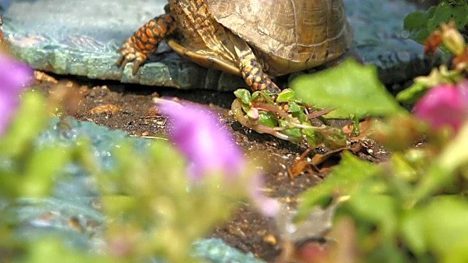 New Jersey Wildlife Center Converts Building to House 190 Abandoned Turtles