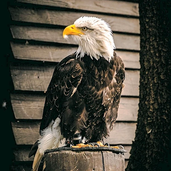 Big Bear Bald Eagle Jackie Dies After Health Deteriorates