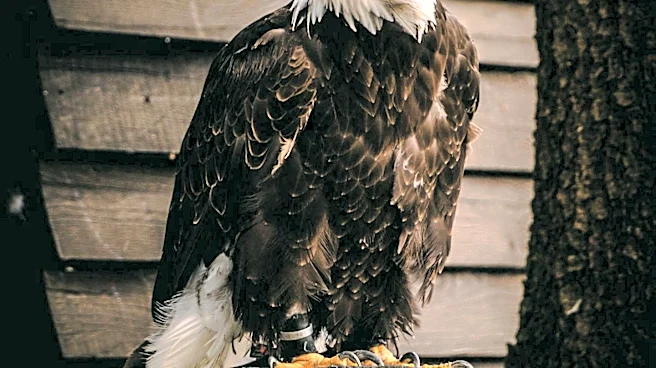 Big Bear Bald Eagle Jackie Dies After Health Deteriorates