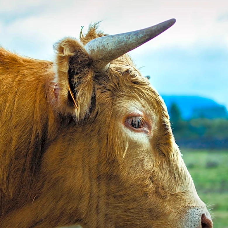 Experts Warn of Increased Nitrate Poisoning Risk in Livestock Due to Drought
