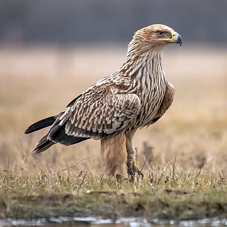 Bald Eagle Jackie Dies After Decade-Long Online Fame and Recent Illness