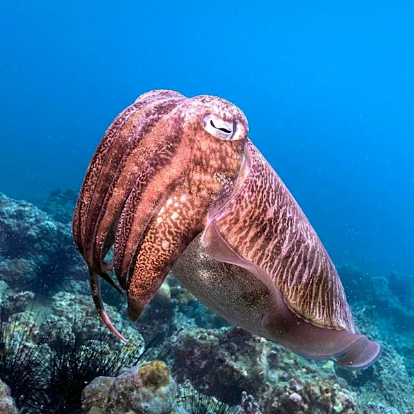 Record Low Cuttlefish Numbers at Australia's Point Lowly Raise Conservation Concerns