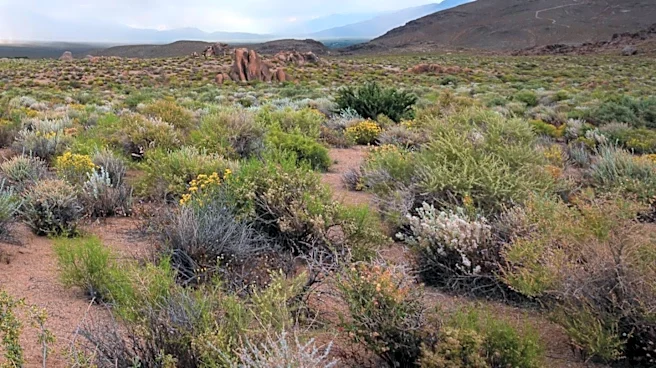 Phoenix Faces More Storms After Night of Severe Weather