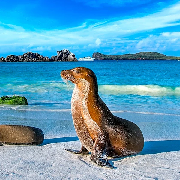 El Niño's Impact on Galápagos: Unpredictable Effects on Wildlife and Tourism