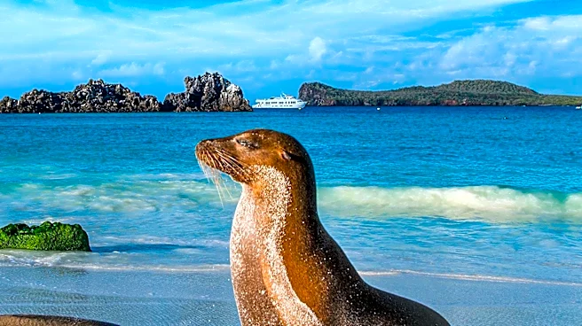 El Niño's Impact on Galápagos: Unpredictable Effects on Wildlife and Tourism