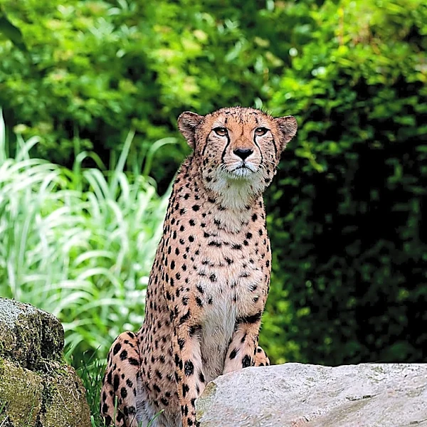 Roger Williams Park Zoo Reports Death of Cheetah Due to Illness