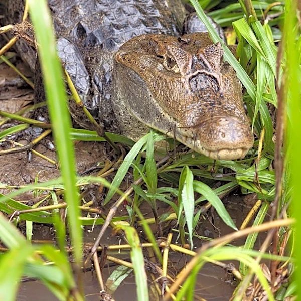 Burmese Python Found in New Jersey Backyard Raises Wildlife Concerns