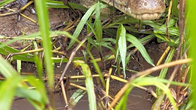 Burmese Python Found in New Jersey Backyard Raises Wildlife Concerns