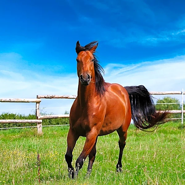 Florida Woman Arrested for Alleged Animal Cruelty After Stabbing Horse