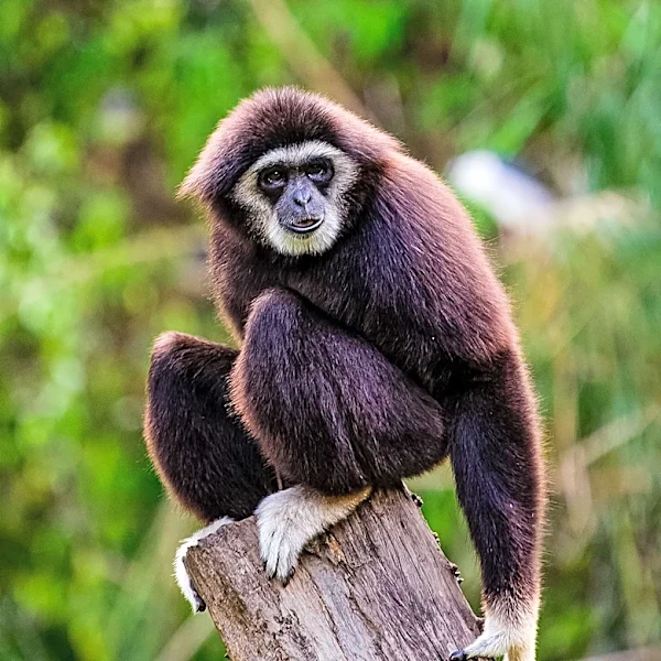 Tamil Nadu Forest Department Investigates Actor Vikram's Interaction with Endangered Gibbon