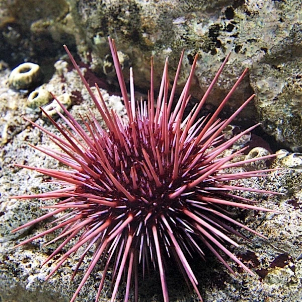 Discovery of Urokodia Fossil Links Ancient Marine Life to Modern Arachnids