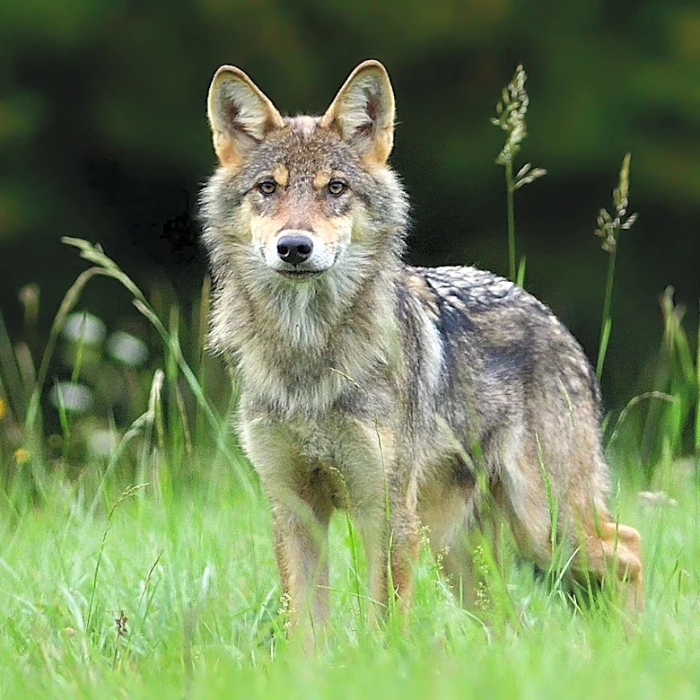 Coyote Named Wiley Causes Safety Concerns in Atwater Village