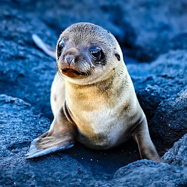 NOAA Confirms Deaths of Endangered Monk Seal Pups on Oahu