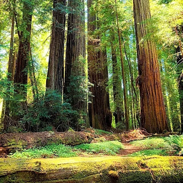 Humboldt County Board Moves to Strengthen Protections for Old-Growth Trees