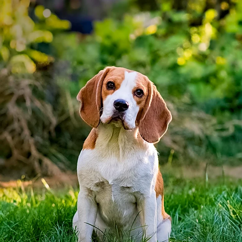 Big Dog Ranch Rescue Concludes Beagle Rescue Operation at Wisconsin Facility