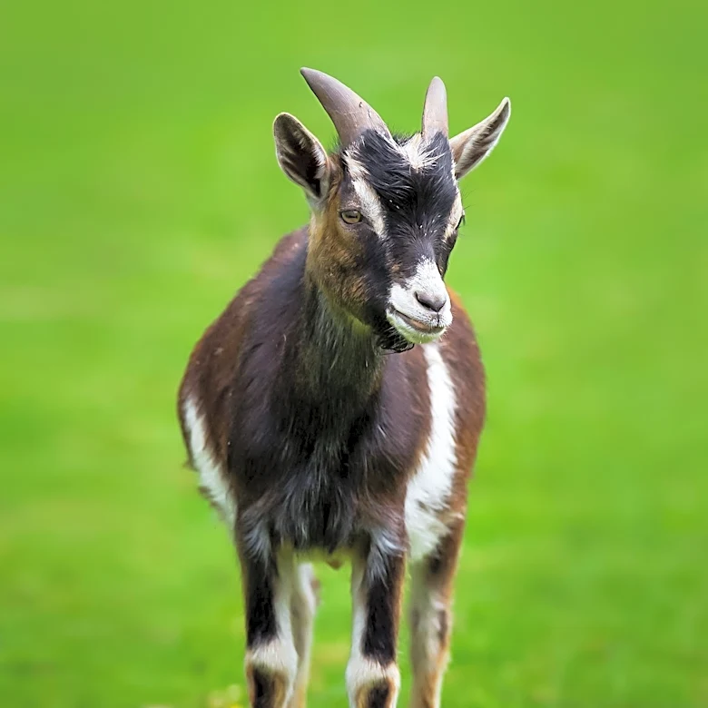 Loose Pygmy Goats Cause Commotion at Portland Bus Station