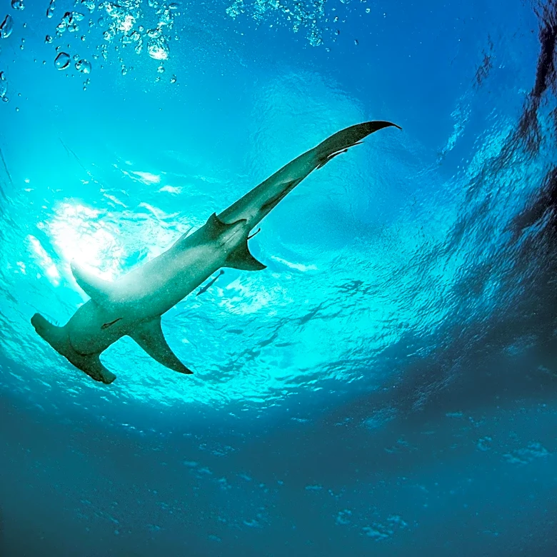 Great Hammerhead Shark Faces Critical Endangerment Due to Overfishing