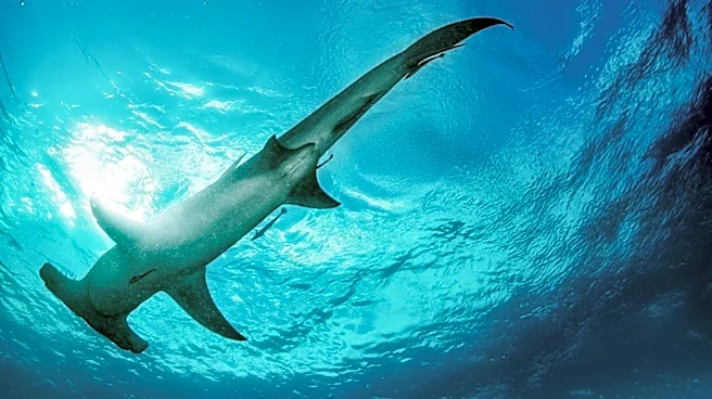 Great Hammerhead Shark Faces Critical Endangerment Due to Overfishing