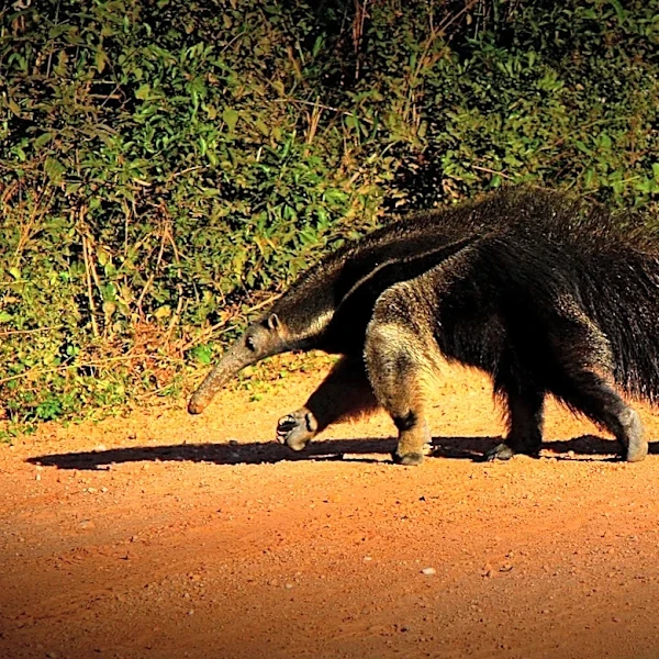 Brazilian Road Safety Measures Aim to Protect Giant Anteaters and Motorists