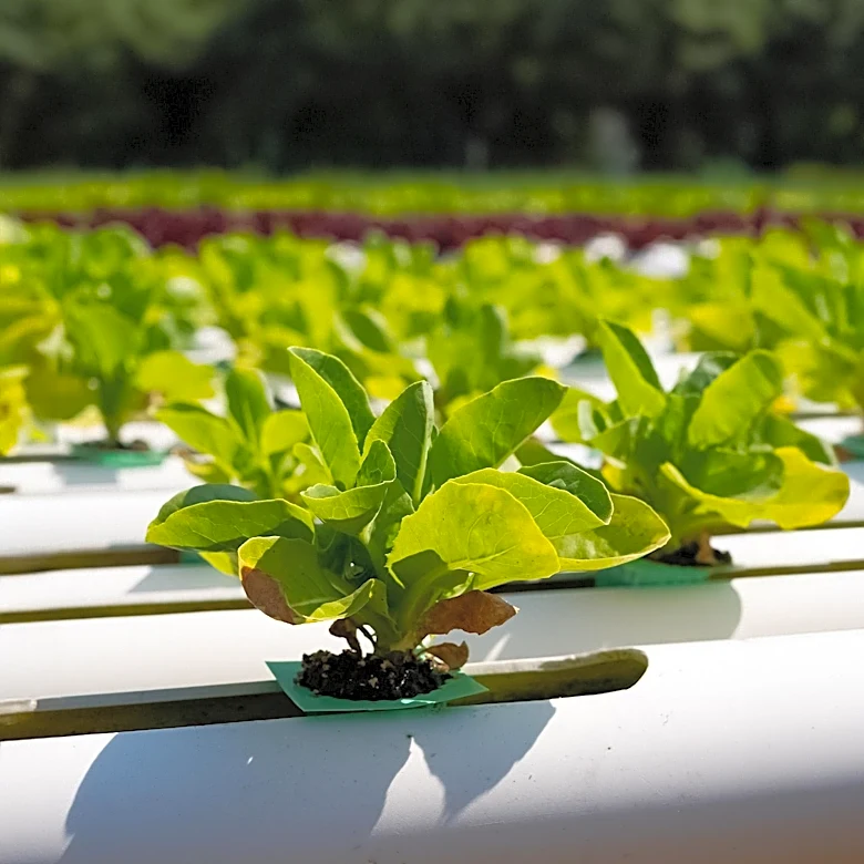 Urban Mushroom Farming: A Sustainable Solution for Future Food Security
