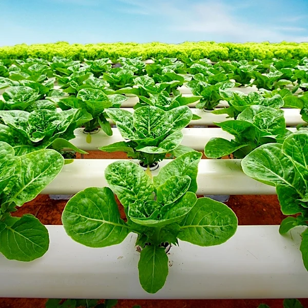 BASF Agricultural Solutions Invests in New Climate Center to Enhance Research Capabilities