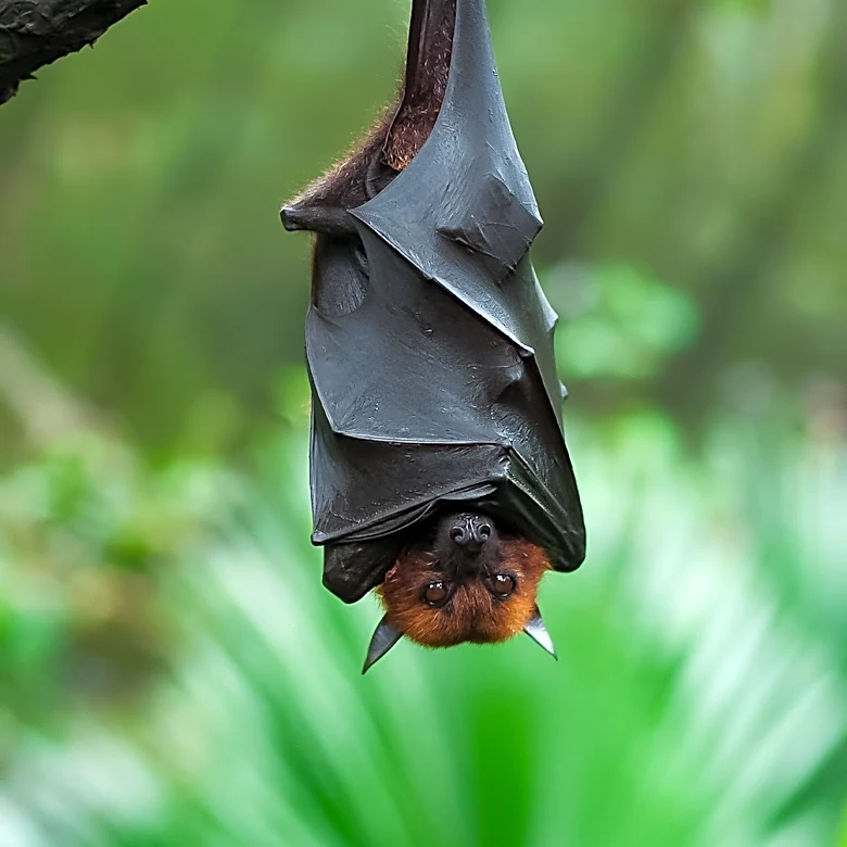 Rabid Bat Incident at Olympic National Park Prompts Health Alert
