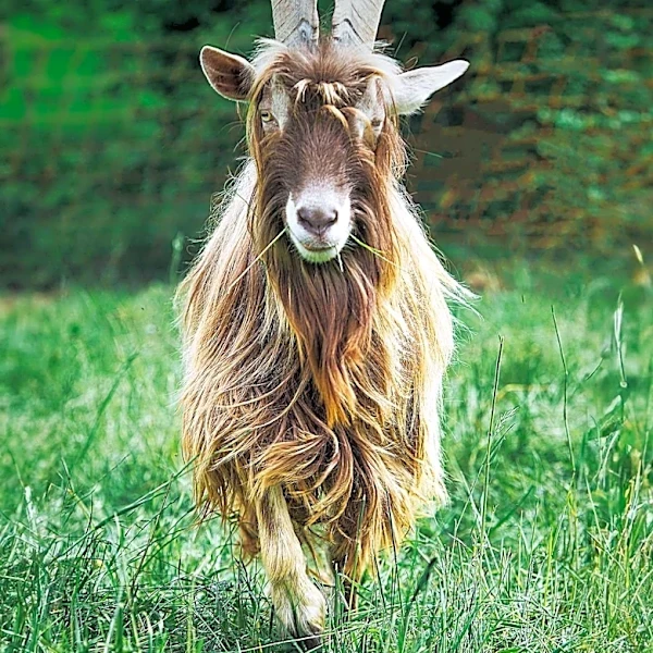 Loose Goats Cause Stir at Portland Bus Station, Prompting TriMet Investigation