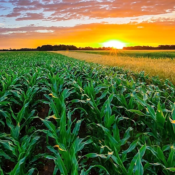 Localized Weather Impacts Indiana Corn and Soybean Yields