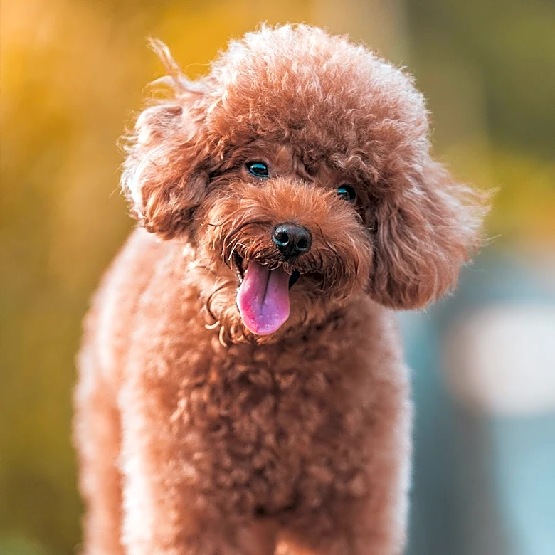 San Diego Animal Services Rescues Missing Poodle from Storm Drain, Reunites with Owner