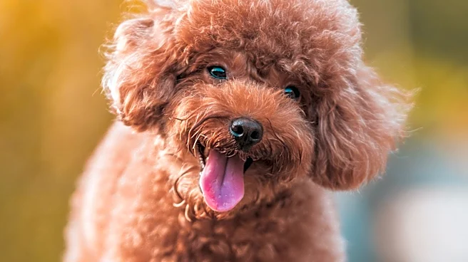 San Diego Animal Services Rescues Missing Poodle from Storm Drain, Reunites with Owner