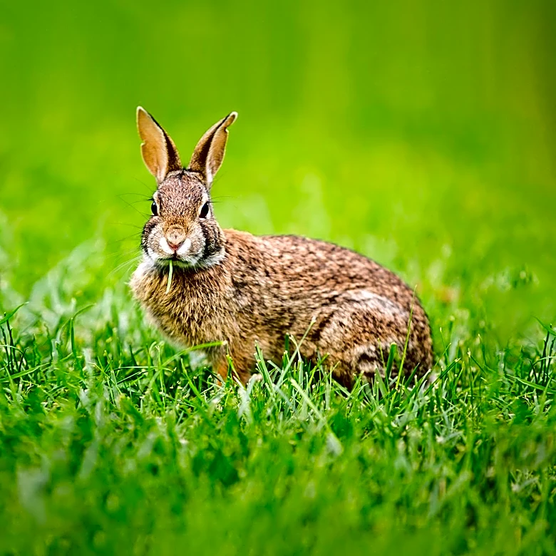 New England Cottontail Conservation Efforts Enhanced by Mate Choice Study