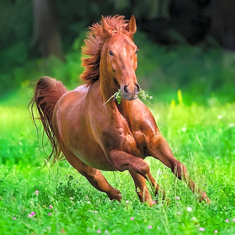 Performance Equine Veterinary Services Enhances Care for Elite Equine Athletes
