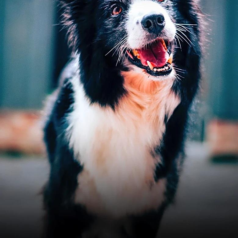 36 Border Collies Rescued from Hoarding Case Begin Recovery in Florida