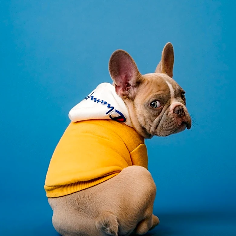 Wichita Police Search for Three Stolen French Bulldogs in Burglary Case